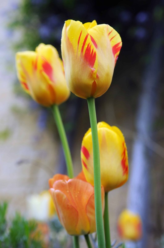Darwinhybridtulpan 'Olympic Flame' 8st