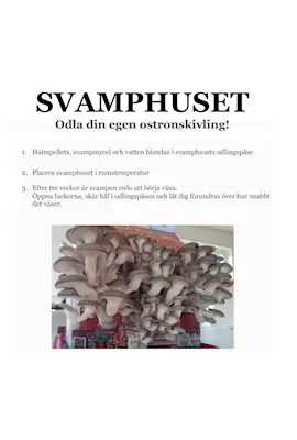 Svamphus Kungsmussling