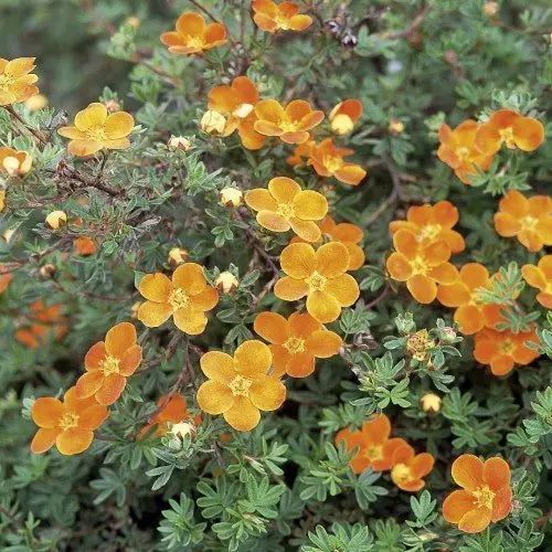 Trädgårdstok 'Hopleys Orange' co 10-pack